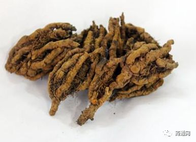 黄连最新价格，科技与生活交融带来的卓越体验