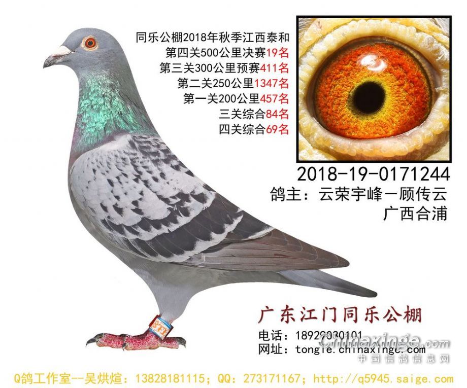 江门同乐公棚最新公告更新通知
