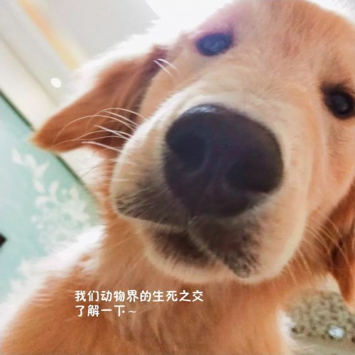吓唬狗最新行为，审视与观点阐述