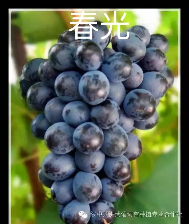 探索未来葡萄产业的璀璨明珠，最新葡萄品种大盘点